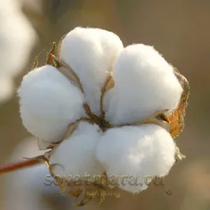 fibre de bumbac și proprietățile sale