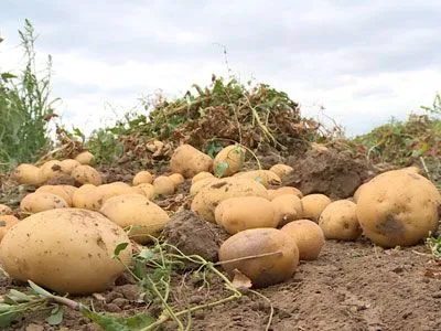 agrarienii Volgograd recoltat culturi de cartofi - furaj Volgograd