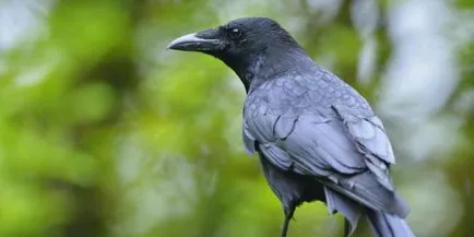 Ravens félnek a haláltól, és vizsgálják annak okait