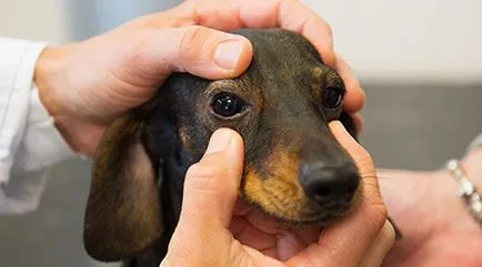 Възпаление на клепача в едно куче (блефарит) предизвиква и лечение, всичко за кучета