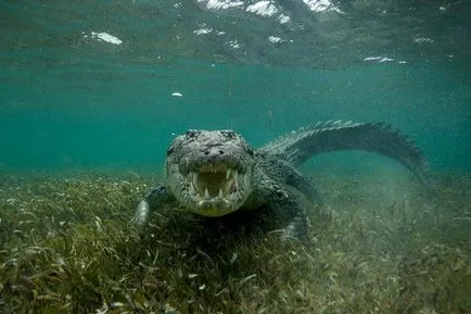 A túlélő állatok után a dinoszauruszok kihalását - hol, mikor