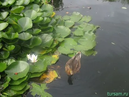 Vorontsov Park Moszkva közelében található, fotók, irányokat, nyitva tartás, a hivatalos