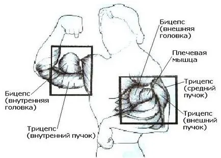 Вся правда про спортивне харчування і качалку (особистий досвід!) Качаємо біцепс (otdead) розсилка (протеїни амінокислоти анаболіки тренування) Вся правда про спортивне харчування і качалку (особистий досвід!) Качаємо біцепс (otdead) розсилка