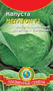 Caracteristicile soiurilor de varză Megaton - regulile de cultivare și îngrijire foto