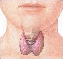 A koleszterin és a pajzsmirigy