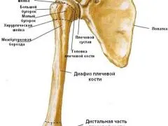 gâtul chirurgical al humerusului, fracturi și tratamentul