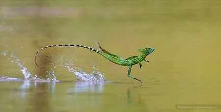 Lizard, се движат по вода, fotoshtab - онлайн списание със снимки