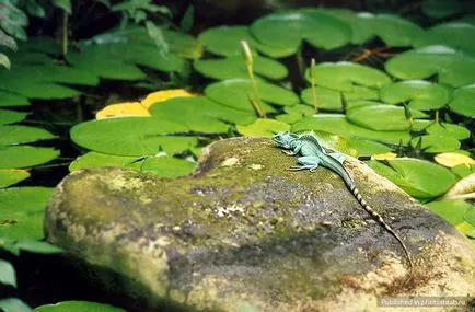 Lizard, се движат по вода, fotoshtab - онлайн списание със снимки