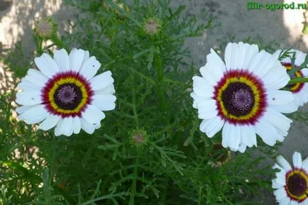 Chrysanthemum în creștere din semințe Limbi