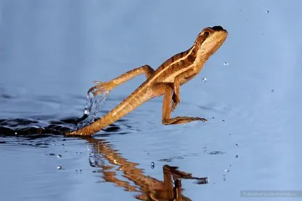 Lizard, се движат по вода, fotoshtab - онлайн списание със снимки