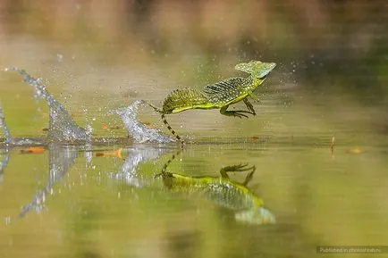 Lizard, се движат по вода, fotoshtab - онлайн списание със снимки