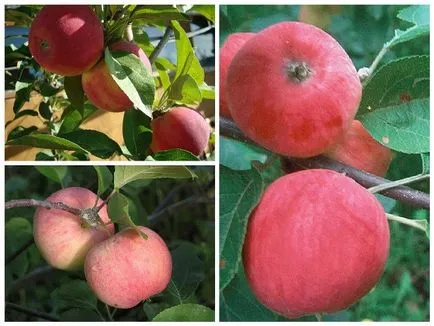 Az almafák az Ural - a 7 legjobb fajták a kertben ()