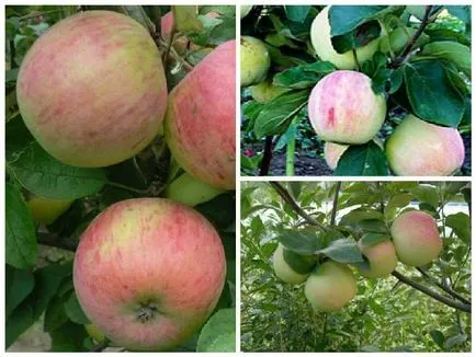 Az almafák az Ural - a 7 legjobb fajták a kertben ()