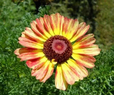 crizantema Limbi