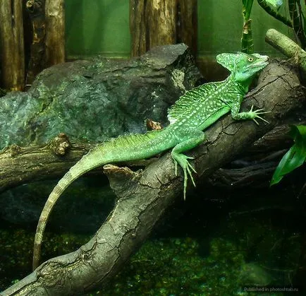 Lizard, се движат по вода, fotoshtab - онлайн списание със снимки