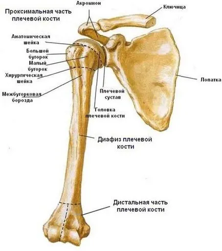 gâtul chirurgical al humerusului, fracturi și tratamentul