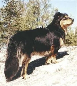 Мала грецька домашня собака або Мілеті кінідіо (small greek domestic dog)