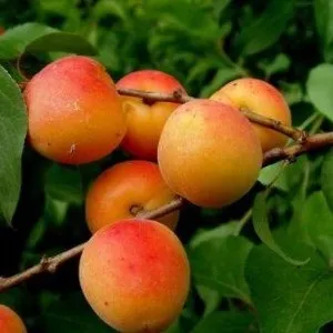 Малюка образили до сліз