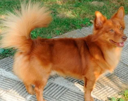 Мала грецька домашня собака або Мілеті кінідіо (small greek domestic dog)