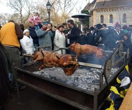 Мангалица угорська (порода свиней) - опис, фото, відгуки (свиней) Мангалица угорська (порода свиней) - опис, фото, відгуки