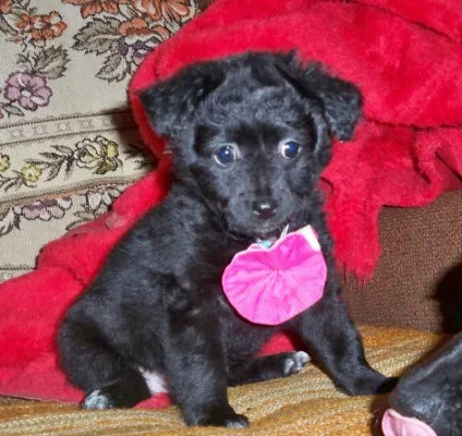 Мала грецька домашня собака або Мілеті кінідіо (small greek domestic dog)