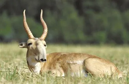 Miért orvvadászok saiga szarvak - Caravan, Lakókocsi