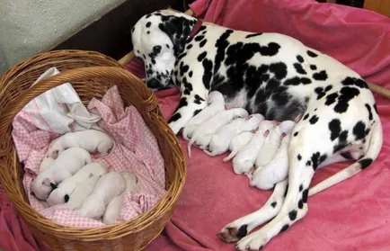 Etapa finală a sarcinii și la naștere la câini