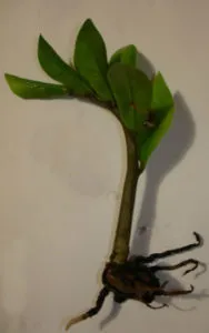 Zamioculcas otthoni gondozást, tenyésztés