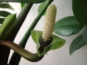 Zamioculcas otthoni gondozást, tenyésztés