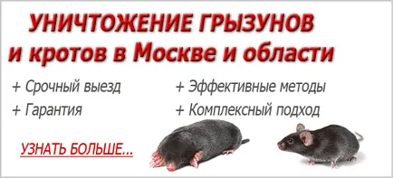 Bred un mouse în semne de casa, semne naționale, metode de luptă