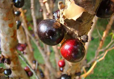 Jabuticaba, furcsa növény, zamatos gyümölcsök, hogy beragadt, fotoshtab - online magazin