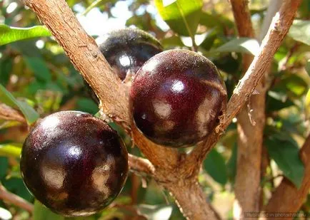 Jabuticaba, plante ciudat, fructe gustoase, care sunt blocate, fotoshtab - revista on-line cu