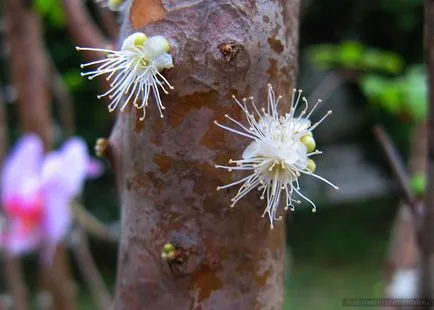 Jabuticaba, furcsa növény, zamatos gyümölcsök, hogy beragadt, fotoshtab - online magazin