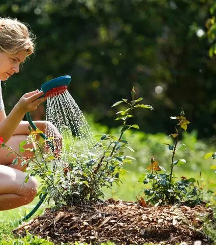 Zelenaya Roza descrierea soiurilor, fotografii, reguli de propagare, combinația cu alte plante în decor