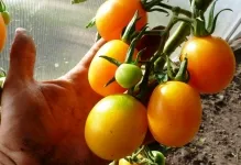 tomate galben sau roșu verde, beneficii și de rău, de ce utile descriere varietate cele mai bune fotografii