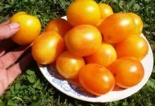 tomate galben sau roșu verde, beneficii și de rău, de ce utile descriere varietate cele mai bune fotografii