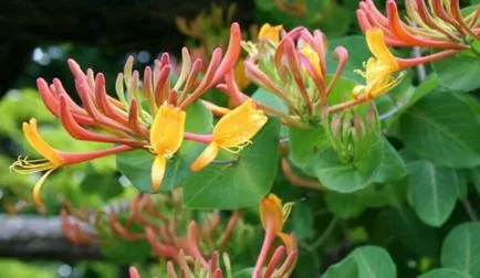 Woodbine Honeysuckle - soiuri ornamentale, de plantare și îngrijire