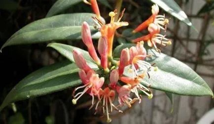 Woodbine Honeysuckle - soiuri ornamentale, de plantare și îngrijire