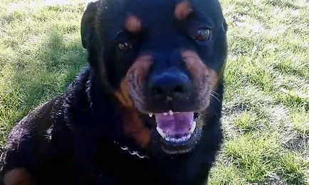 Angry rottweiler, rottweiler gyilkos képek és videó