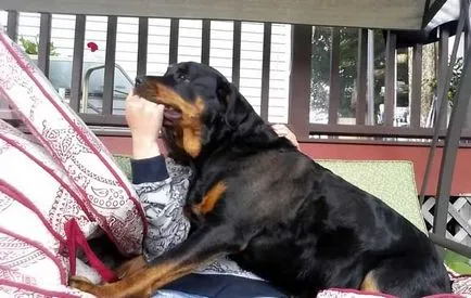 Angry rottweiler, rottweiler gyilkos képek és videó