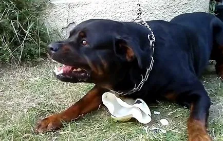 Angry rottweiler, rottweiler gyilkos képek és videó