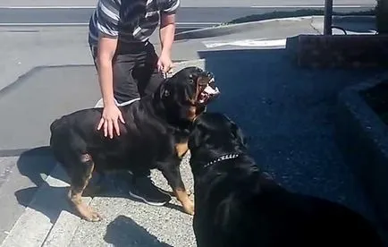 Angry rottweiler, rottweiler gyilkos képek és videó