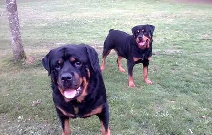 Angry rottweiler, rottweiler gyilkos képek és videó