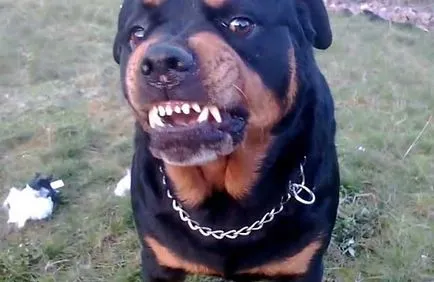 Angry rottweiler, rottweiler gyilkos képek és videó