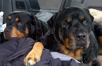 Angry rottweiler, rottweiler gyilkos képek és videó