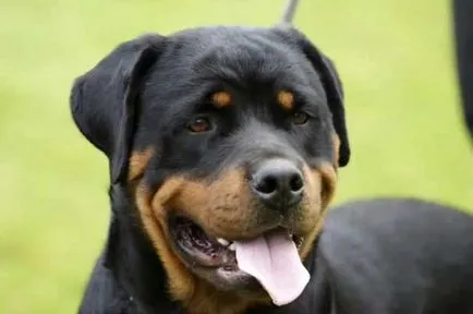 Angry rottweiler, rottweiler gyilkos képek és videó