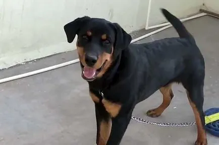 Angry rottweiler, rottweiler gyilkos képek és videó