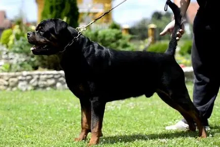 Angry rottweiler, rottweiler gyilkos képek és videó