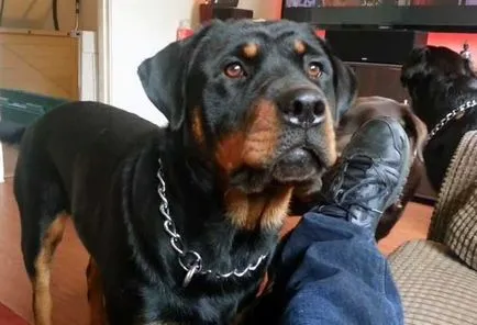 Angry rottweiler, rottweiler gyilkos képek és videó