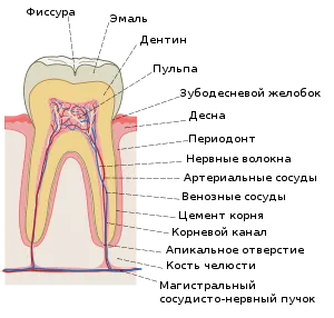 Tooth (anatomie) - o